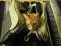 Chihiro The Cat